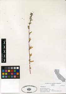 Herbarium Sheet of 